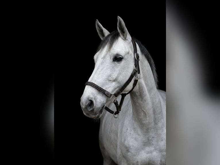 Zangersheide Caballo castrado 14 años 157 cm Tordo in Chieti