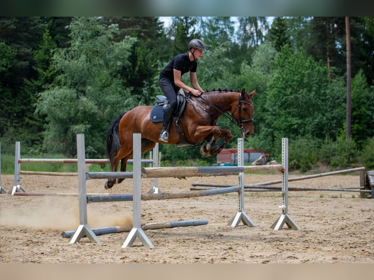 Zangersheide Caballo castrado 14 años 160 cm Castaño in Edelschrott