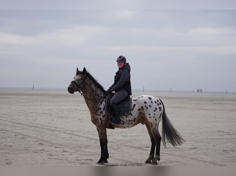 Zangersheide Caballo castrado 14 años 165 cm Atigrado/Moteado in Bremen Zangersheide Caballo castrado 14 años 165 cm Atigrado/Moteado in Bremen