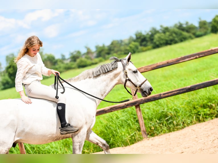 Zangersheide Caballo castrado 14 años 165 cm Tordo in Sint-Oedenrode