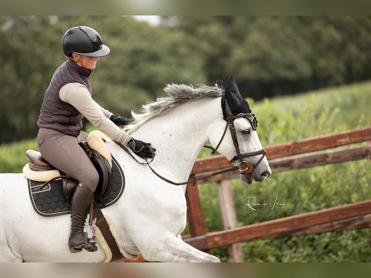 Zangersheide Caballo castrado 14 años 165 cm Tordo in Sint-Oedenrode