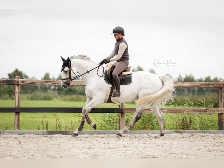 Zangersheide Caballo castrado 14 años 165 cm Tordo in Sint-Oedenrode