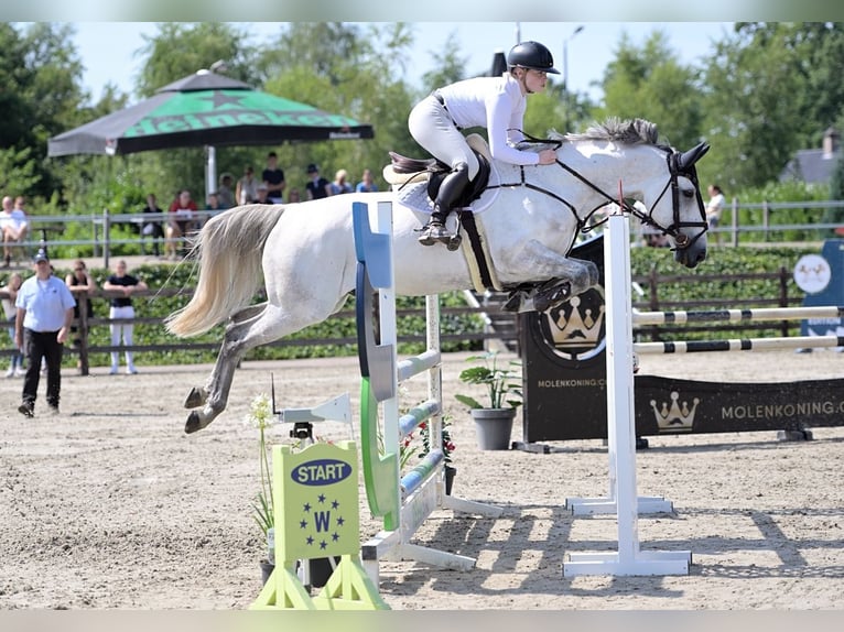 Zangersheide Caballo castrado 14 años 165 cm Tordo in Sint-Oedenrode