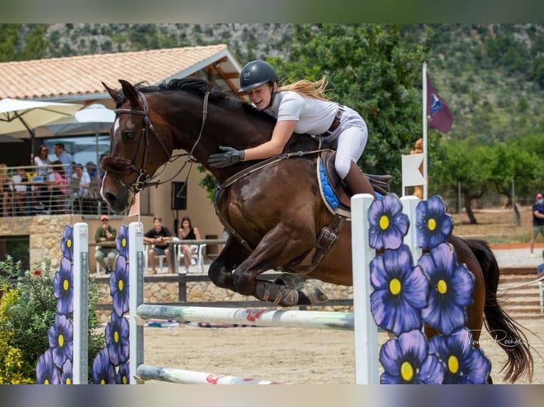 Zangersheide Caballo castrado 14 años 168 cm Castaño oscuro in Santa Gertrudis De Fruitera