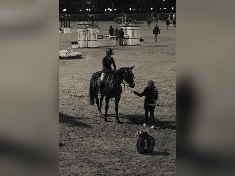Zangersheide Caballo castrado 14 años 168 cm Castaño oscuro in Santa Gertrudis De Fruitera