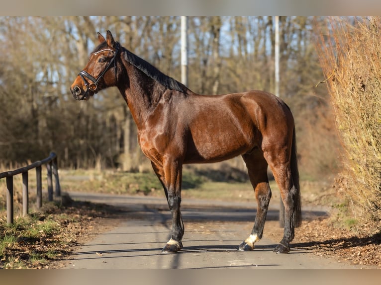 Zangersheide Caballo castrado 14 años 169 cm in Windhagen