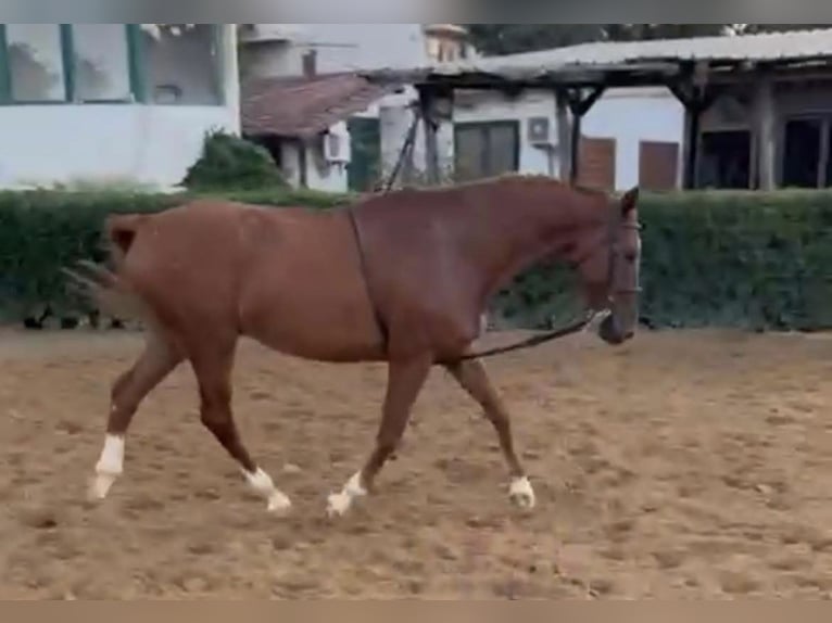 Zangersheide Caballo castrado 14 años 170 cm Alazán in Palermo