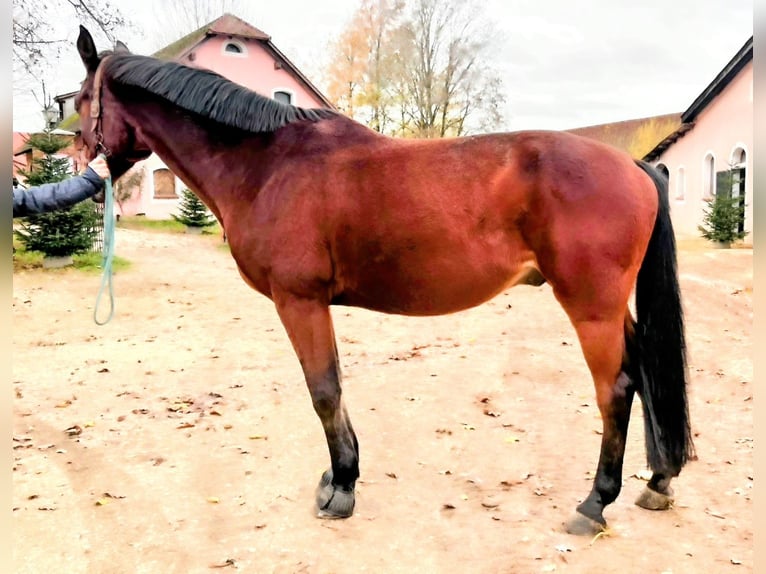 Zangersheide Caballo castrado 14 años 170 cm Castaño in Pyrbaum