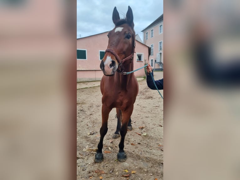 Zangersheide Caballo castrado 14 años 170 cm Castaño in Pyrbaum