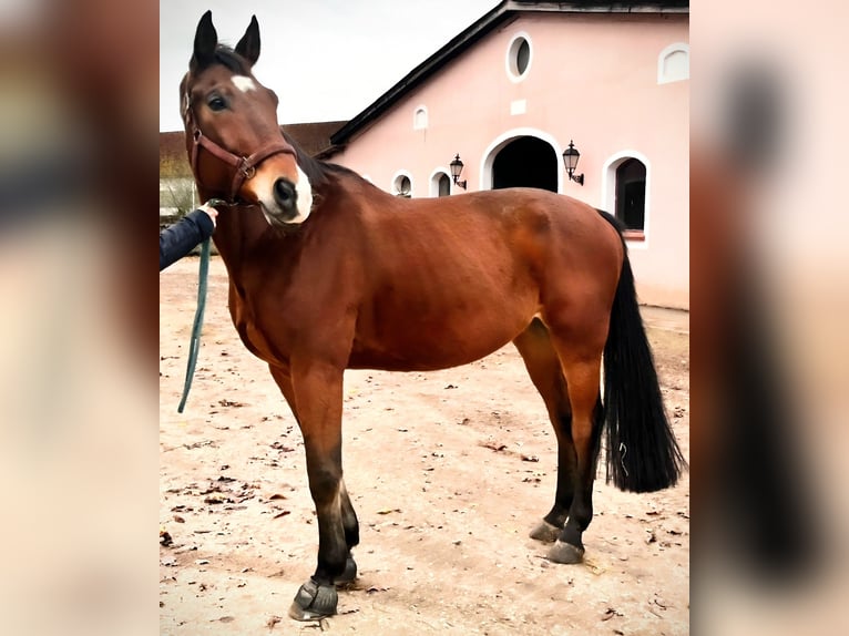 Zangersheide Caballo castrado 14 años 170 cm Castaño in Pyrbaum