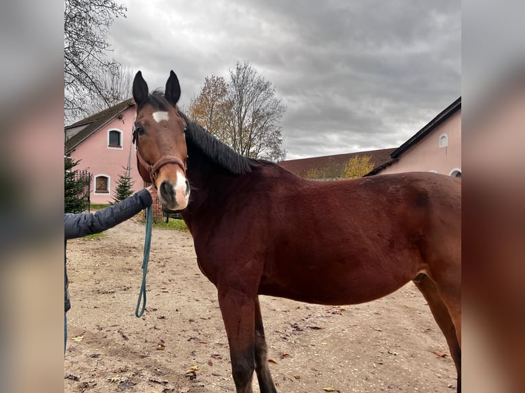 Zangersheide Caballo castrado 14 años 170 cm Castaño in Pyrbaum