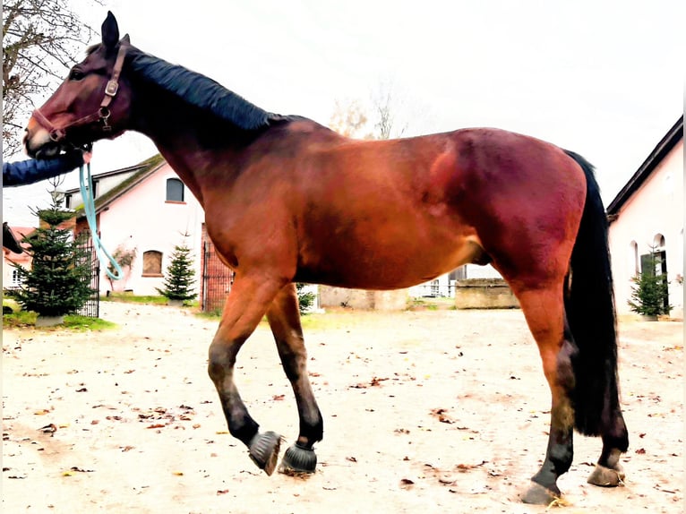 Zangersheide Caballo castrado 14 años 170 cm Castaño in Pyrbaum