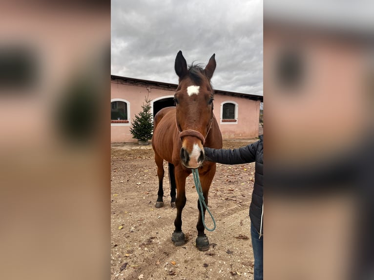 Zangersheide Caballo castrado 14 años 170 cm Castaño in Pyrbaum