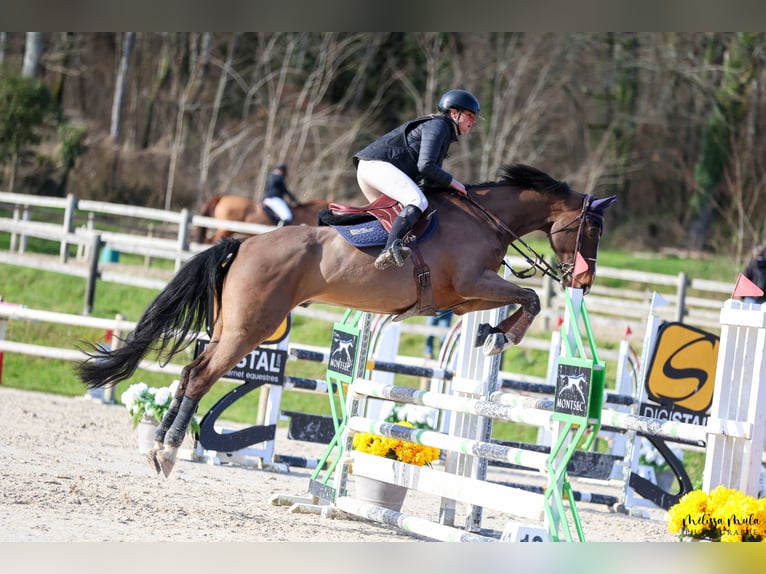 Zangersheide Caballo castrado 14 años 170 cm Castaño oscuro in Poussignac