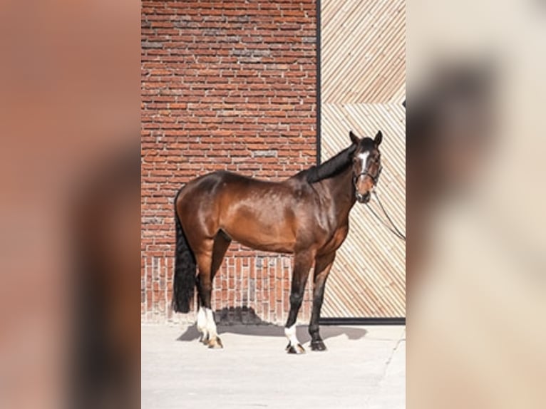 Zangersheide Caballo castrado 14 años 170 cm Castaño oscuro in Poussignac