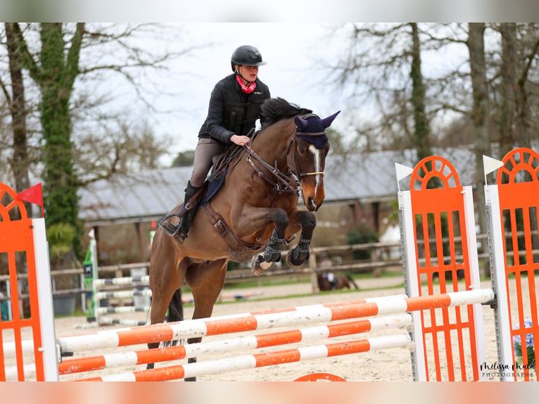 Zangersheide Caballo castrado 14 años 170 cm Castaño oscuro in Poussignac