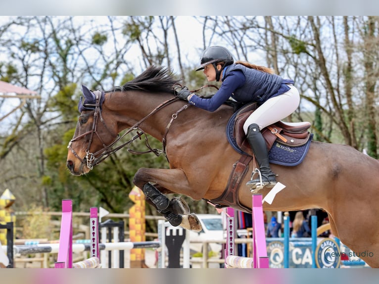 Zangersheide Caballo castrado 14 años 170 cm Castaño oscuro in Poussignac