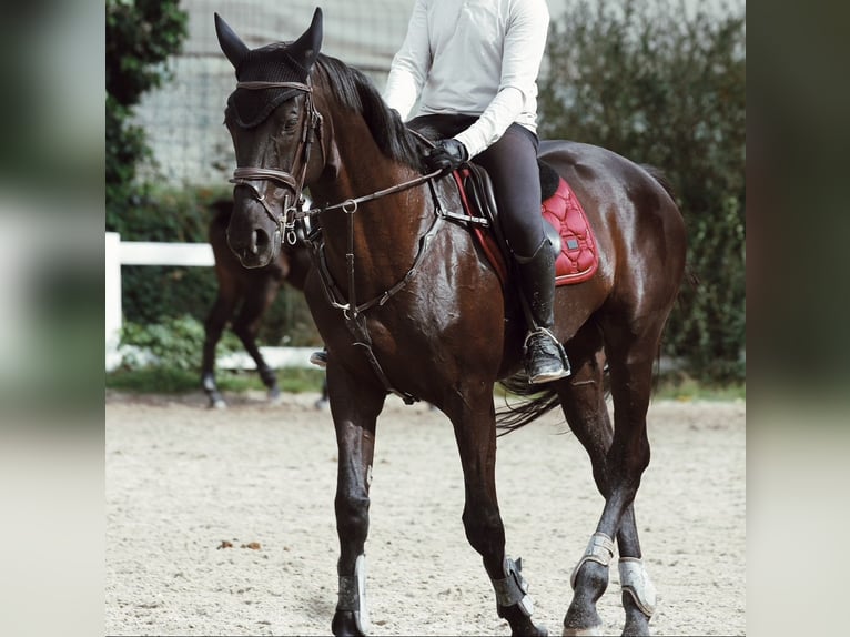 Zangersheide Caballo castrado 14 años 175 cm Negro in Madrid