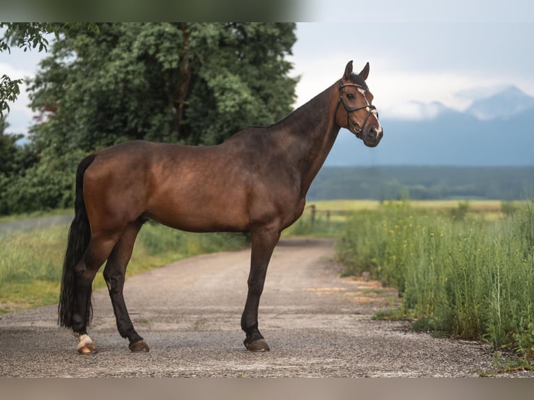 Zangersheide Caballo castrado 14 años 183 cm Castaño in Villach