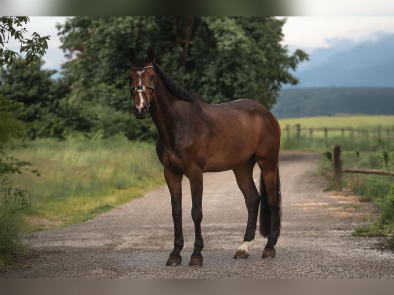 Zangersheide Caballo castrado 14 años 183 cm Castaño in Villach