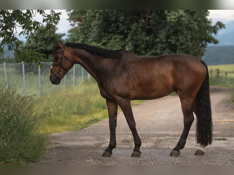 Zangersheide Caballo castrado 14 años 183 cm Castaño in Villach