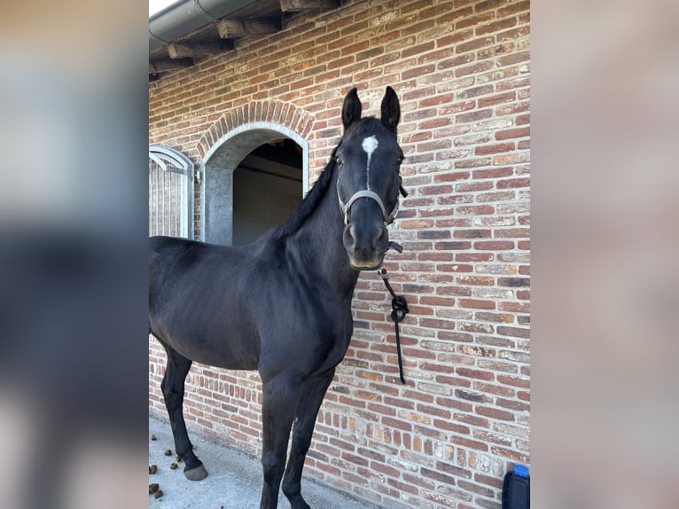 Zangersheide Caballo castrado 15 años 164 cm Morcillo in Oostkamp