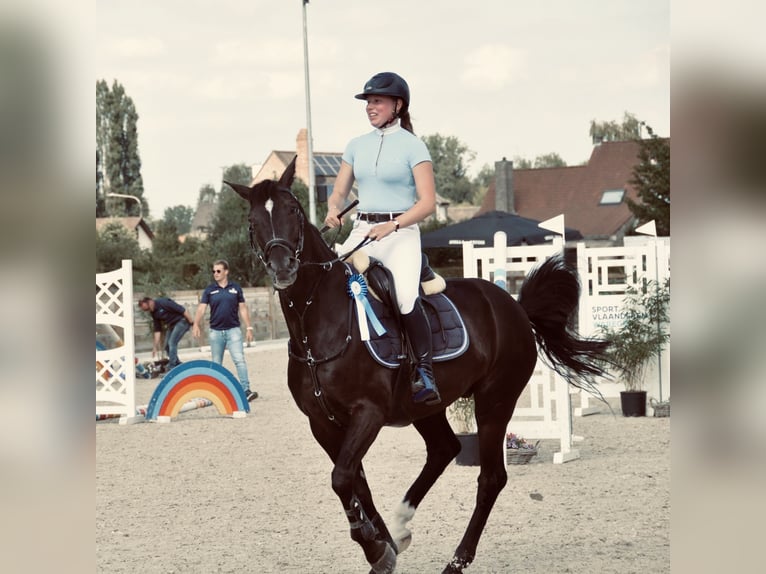 Zangersheide Caballo castrado 15 años 164 cm Morcillo in Oostkamp