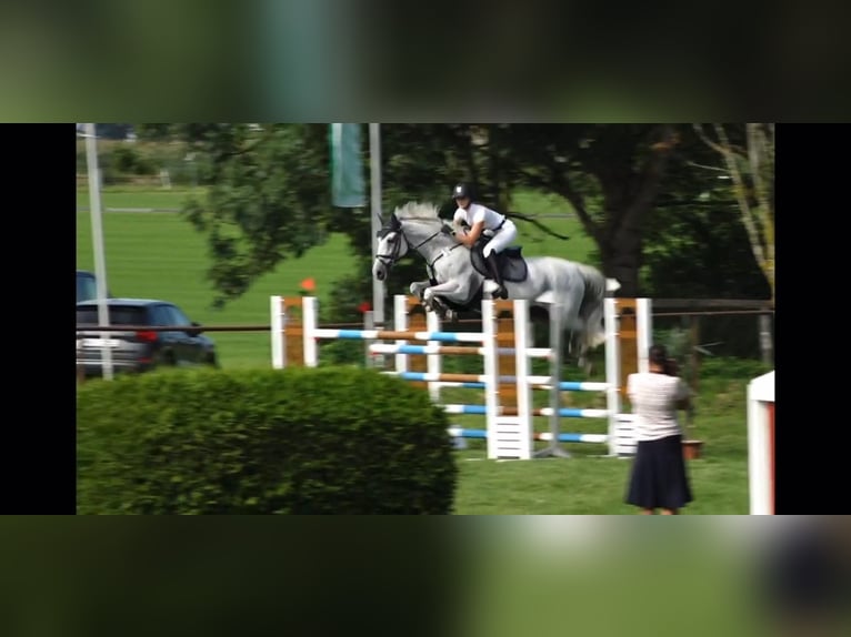 Zangersheide Caballo castrado 15 años 168 cm Tordo in Bad Endorf