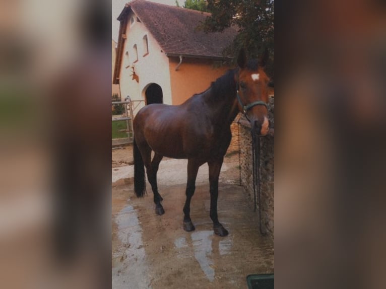 Zangersheide Caballo castrado 15 años 170 cm Castaño in Pyrbaum