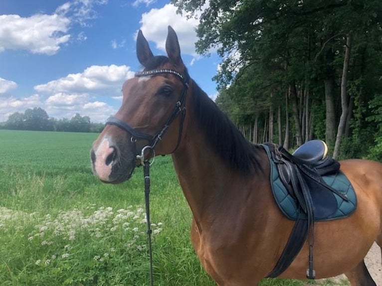 Zangersheide Caballo castrado 15 años 170 cm Castaño in Pyrbaum