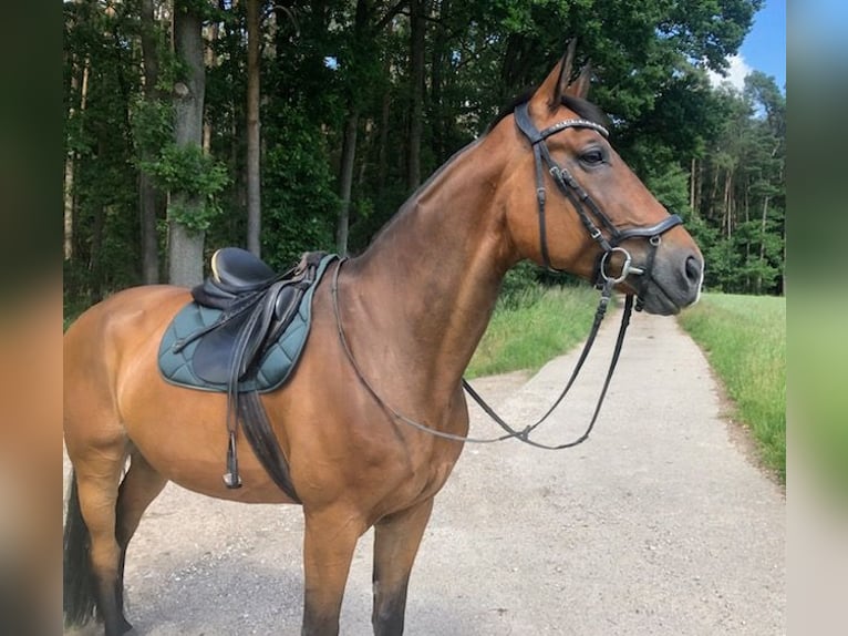 Zangersheide Caballo castrado 15 años 170 cm Castaño in Pyrbaum