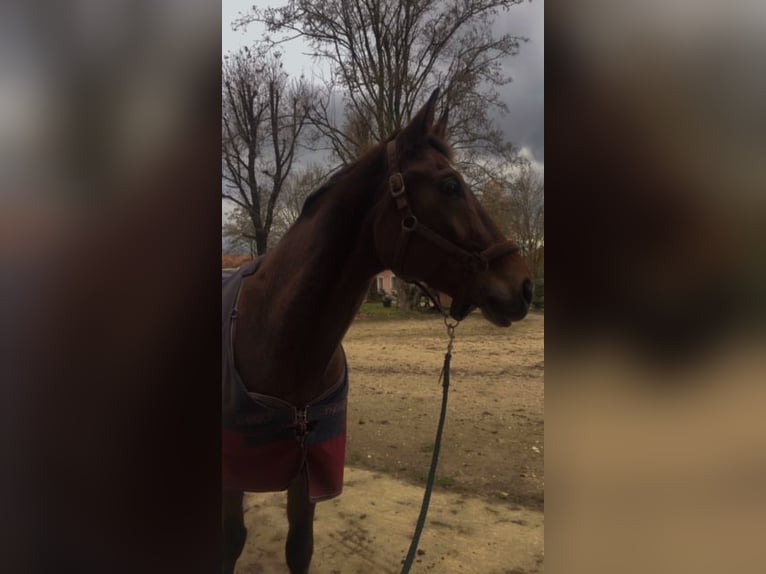 Zangersheide Caballo castrado 15 años 170 cm Castaño in Pyrbaum