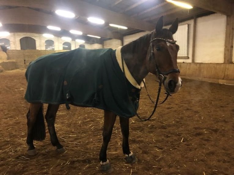 Zangersheide Caballo castrado 15 años 170 cm Castaño in Pyrbaum