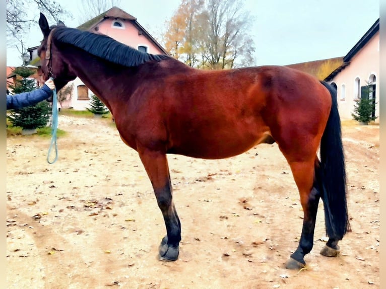 Zangersheide Caballo castrado 15 años 170 cm Castaño in Pyrbaum