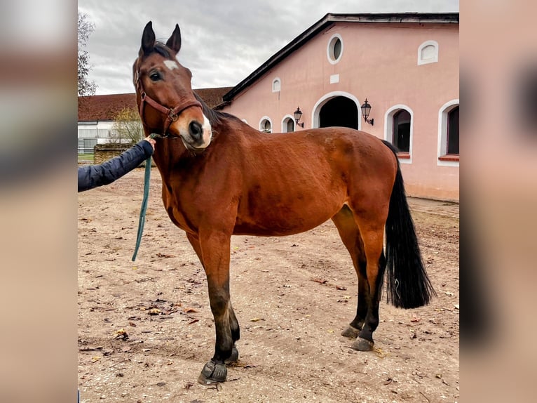 Zangersheide Caballo castrado 15 años 170 cm Castaño in Pyrbaum