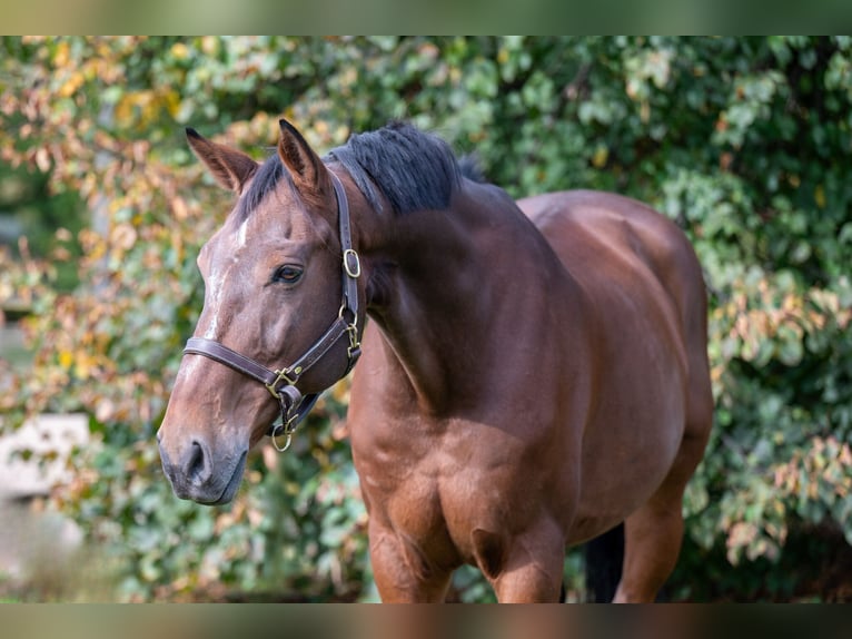 Zangersheide Caballo castrado 15 años 171 cm Castaño in GROTE-BROGEL