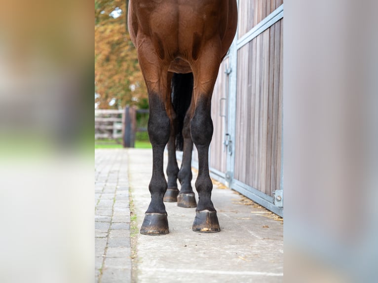 Zangersheide Caballo castrado 15 años 171 cm Castaño in GROTE-BROGEL