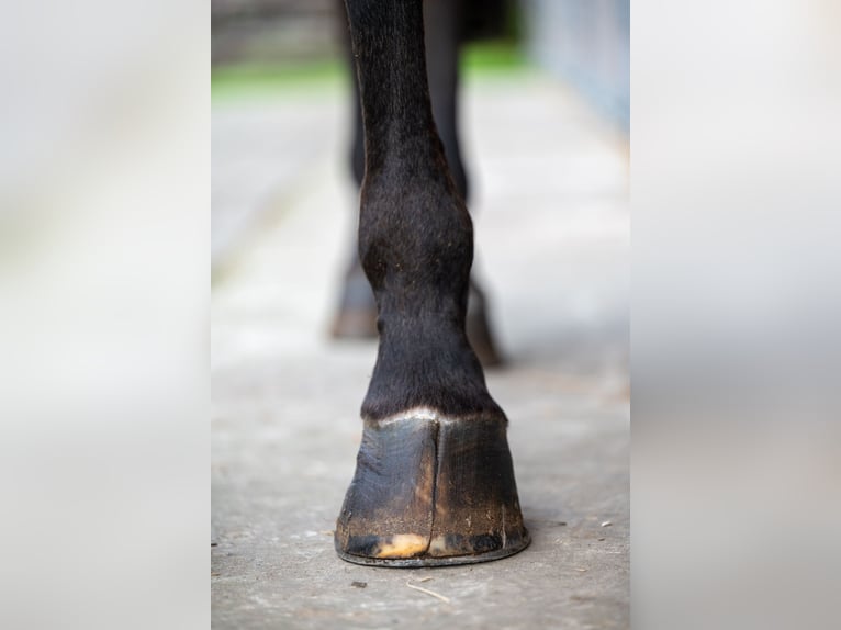 Zangersheide Caballo castrado 15 años 171 cm Castaño in GROTE-BROGEL