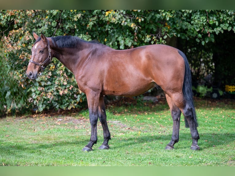 Zangersheide Caballo castrado 15 años 171 cm Castaño in GROTE-BROGEL