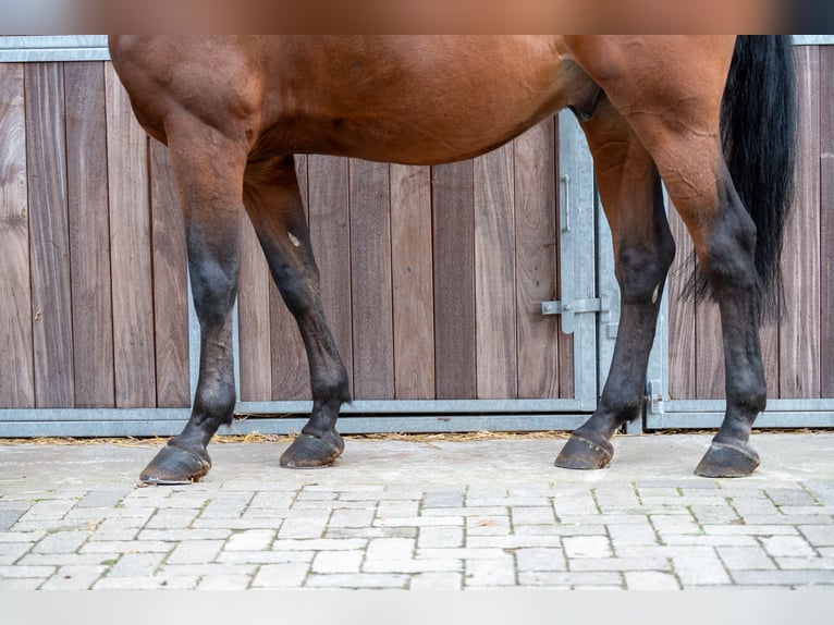 Zangersheide Caballo castrado 15 años 171 cm Castaño in GROTE-BROGEL