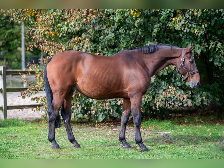 Zangersheide Caballo castrado 15 años 171 cm Castaño in GROTE-BROGEL