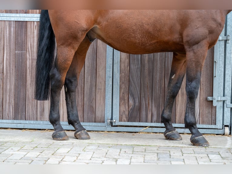 Zangersheide Caballo castrado 15 años 171 cm Castaño in GROTE-BROGEL