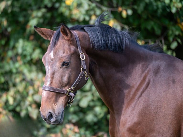 Zangersheide Caballo castrado 15 años 171 cm Castaño in GROTE-BROGEL