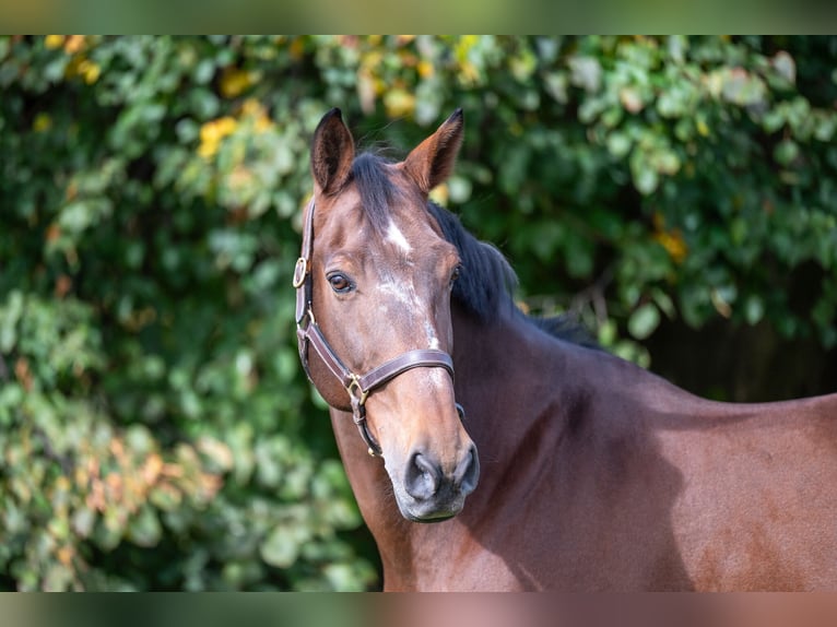 Zangersheide Caballo castrado 15 años 171 cm Castaño in GROTE-BROGEL