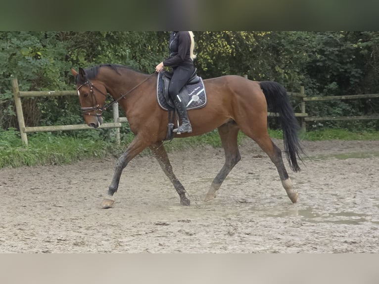 Zangersheide Caballo castrado 15 años 172 cm Castaño in Wachtendonk