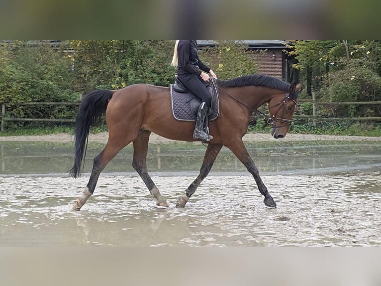 Zangersheide Caballo castrado 15 años 172 cm Castaño in Wachtendonk