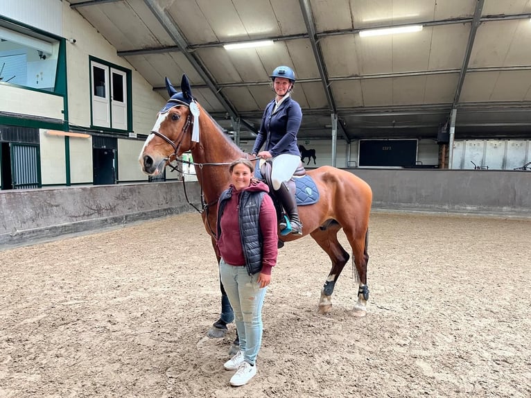Zangersheide Caballo castrado 15 años 175 cm Castaño in maaseik