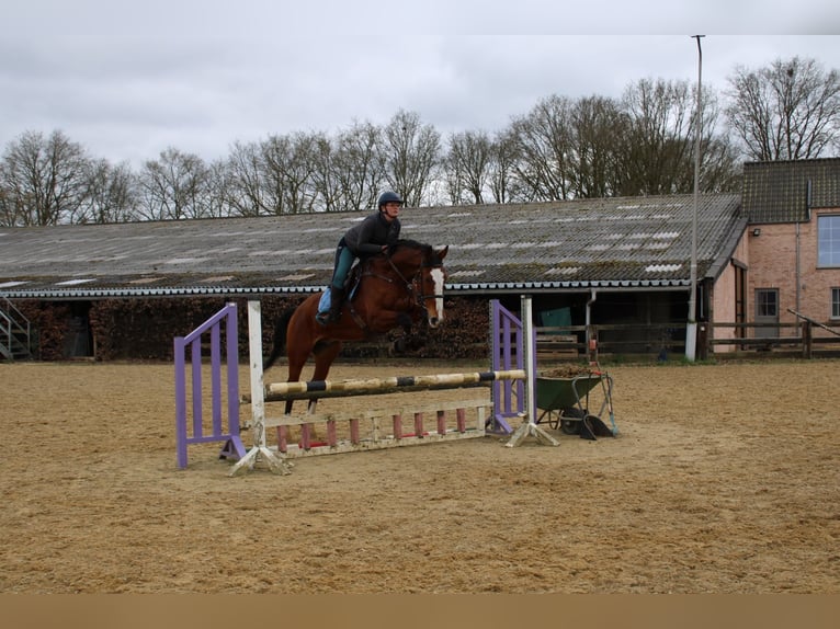 Zangersheide Caballo castrado 15 años 175 cm Castaño in maaseik