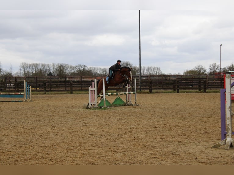Zangersheide Caballo castrado 15 años 175 cm Castaño in maaseik