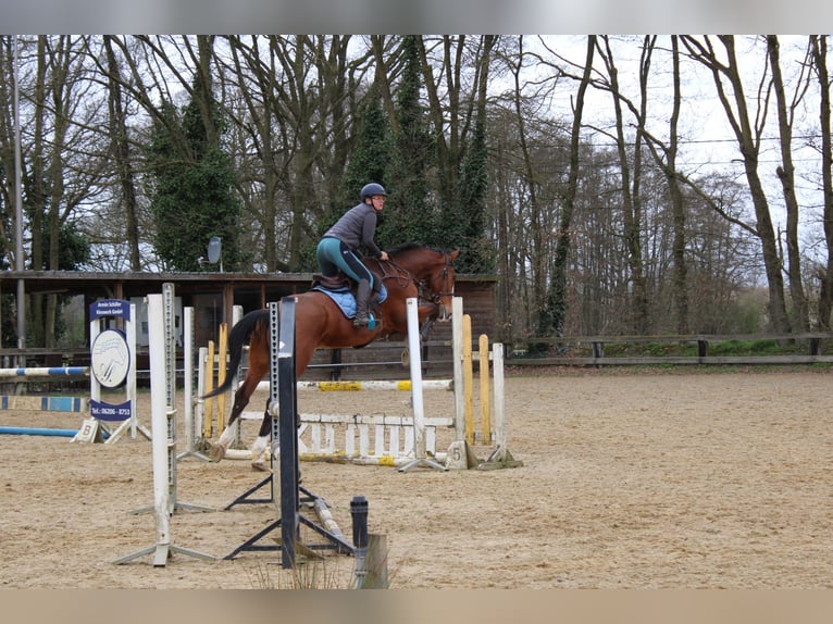 Zangersheide Caballo castrado 15 años 175 cm Castaño in maaseik